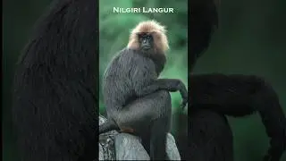 Nilgiri Langur | Endemic | Folivores | Vulnerable