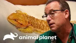 Drag&atilde;o barbudo n&atilde;o consegue se mexer | Veterin&aacute;rio das montanhas | Animal Planet Brasil