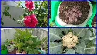#organicfarmingtamil #gardentour Organic farming tamil July month garden update and tour!🥰☺️(part 1)