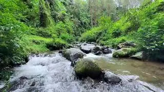 Soothe your mind deeply with natural river flow along a calm forest stream for deeper relaxation