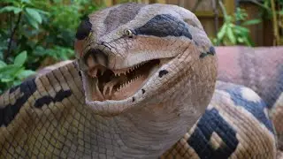 Silent Killers: Deadliest Snakes of the Amazon! 🐍