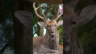 シシガミ様のような雄鹿