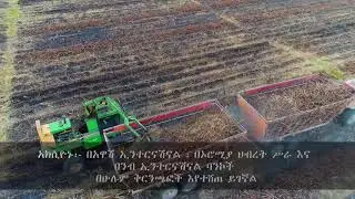ETHIO SUGAR promo