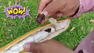 How to plant Ice Cream Bean Tree: eating the fruit and planting the tree