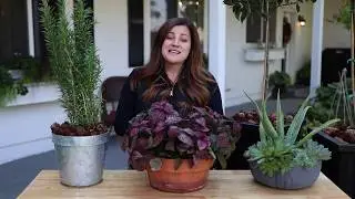 How to Bring plants Indoors for the Winter