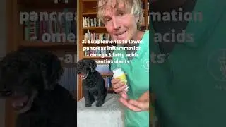 Pancreatitis is a serious dog disease- here&rsquo;s how to naturally prevent it at home