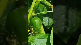 back in the garden again 🇯🇲🥒🍆🏆🙊🙉🙈