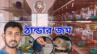 ফিঞ্চ পাখির ঠান্ডার জম। Birds Cold Problem Solution... Information Video...