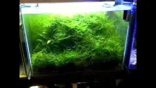 The Moss Jungle - Planted Tank