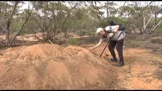 Malleefowl rare footage - ABC News