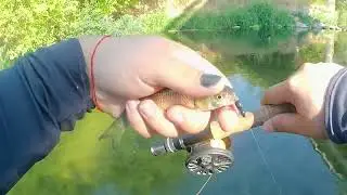 Кефал на суха муха | Chub on dry fly
