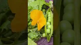 Edible Flowers