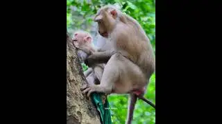 omg...never seen monkey rose angry baby robin....
