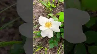 White knockout rose in late spring. Zone 6a