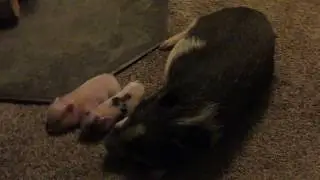 Micro Mini Pigs Nap by Wood Stove.  Micro Mini Piglets for Sale!