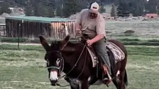 Mastering The Donkey Bit 2024 Techniques! Snaffle Bits & Curb Straps