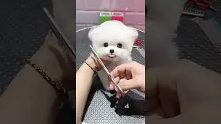 #cuteanimals teddy bear puppy!