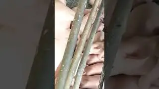 Maternidade, setor de aten&ccedil;&atilde;o m&aacute;xima!🐖💚