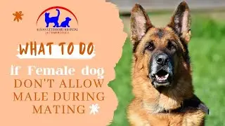 Problems during dog mating and their solutions by team Aliyan Vets