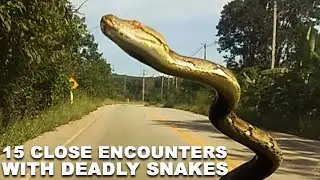 Top 15 Close Encounters With Deadly Snakes