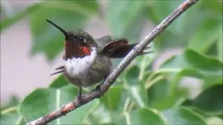 Joyful Hummingbirds: Enchanting Rain Moments