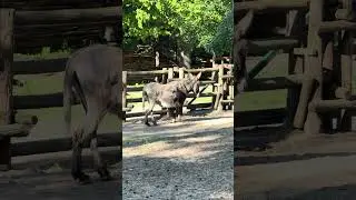 Donkey Walks Proudly, Then Changes His Mind 😄🐴