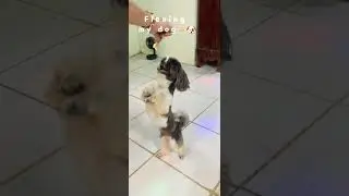 #dogtalent                                             #walkingtomtom