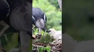 Harpy Eagle Feeding her Babies @bdwildbird