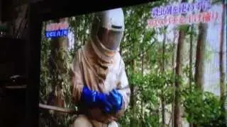 🐝 Suzumebachi Hunters on Japanese TV - Real Japan Monsters