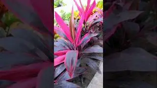 টি প্লান্ট এর চারা কিভাবে তৈরি করে | ti plant growing | #viralshorts #shortvideo