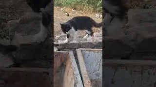 Бездомный котик