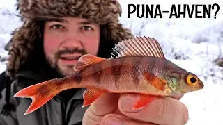 SUOMEN ERIKOISIN PILKKIPAIKKA JA ELÄMÄNI ERIKOISIN AHVEN