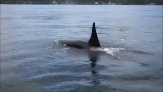 2016 July 12 J-Pod in Active Pass along Galiano shore