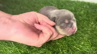 Males - Micro American Bully Puppies at 1 week old (off of Tator tot x Fresh Prince)