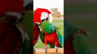 Macaw | Love | Bonding | A Heartwarming Display of Love | Macaw Couple's Beach Affection parrots 🦜