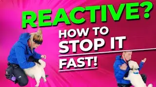 Stop Dog Reactivity FAST &ndash; Trainer Dee&rsquo;s Secret! 🔥