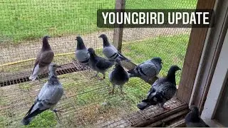 Update on the 2021 Youngbirds | Nesting Problems