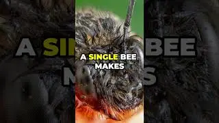 21 Buzzing Facts About Bees 🐝