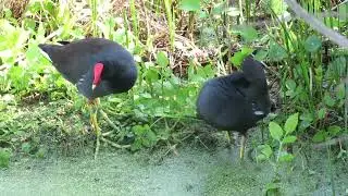 Allopreening Common Gallinules