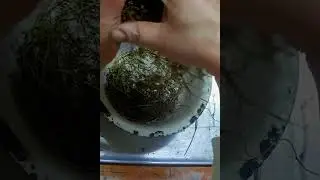 Сад и огород. Как собрать свои семена петрушки. #огород #сад #селигер