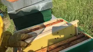 7 giorni dopo la rimozione dell&rsquo;escludi regina