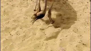 Donkey breeding video 
