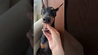 Dog's Hilarious Expressions #Cute #Funny #Dog #Trending #ForYou