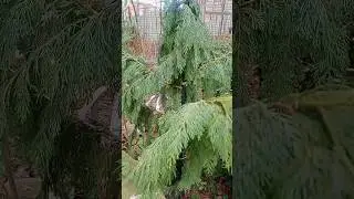 Кипарисовик нутканский пендула#хвойные