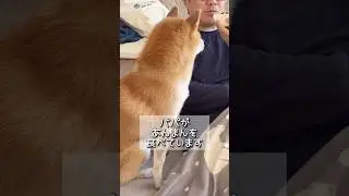 中村屋のあんまんを食べてみたい柴犬Shibainu wants &lsquo;Anman&rsquo; sweet bean bun