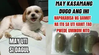 May UTI si Dagul I May kasamang dugo ang ihi ni Dagul I Mabisang gamot kahit tao pwede uminom