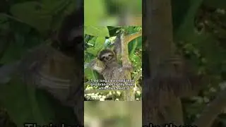 &ldquo;The Slow Life of the Sloth: Nature&rsquo;s Chillest Creature! 🦥 #Sloth #Wildlife #AnimalFacts&rdquo;