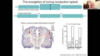 Keynote: Regulation of neuronal propagation delays in health and disease by node of Ranvier morphol&hellip;