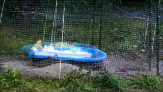 Tropical Storm Irene Brings Ducky Weather