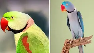 BIRU PET'S WORLD  is live Alexander parrot 🦜#viral #live 